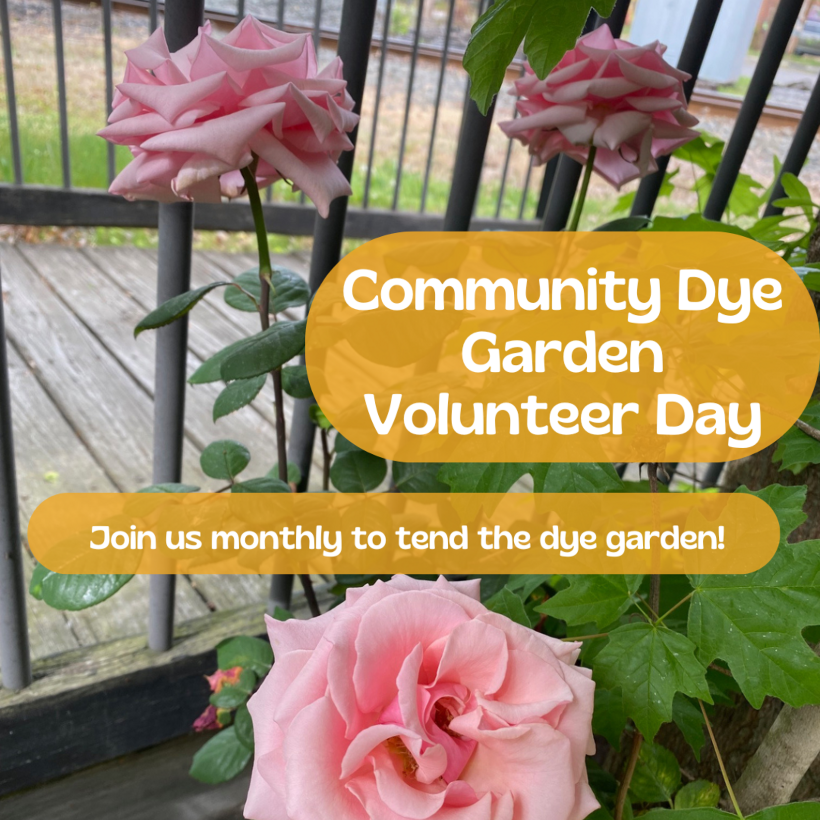 My Muses Card Shop Community Dye Garden Volunteer Day & Cyanotype Print Making (June13th 2026)