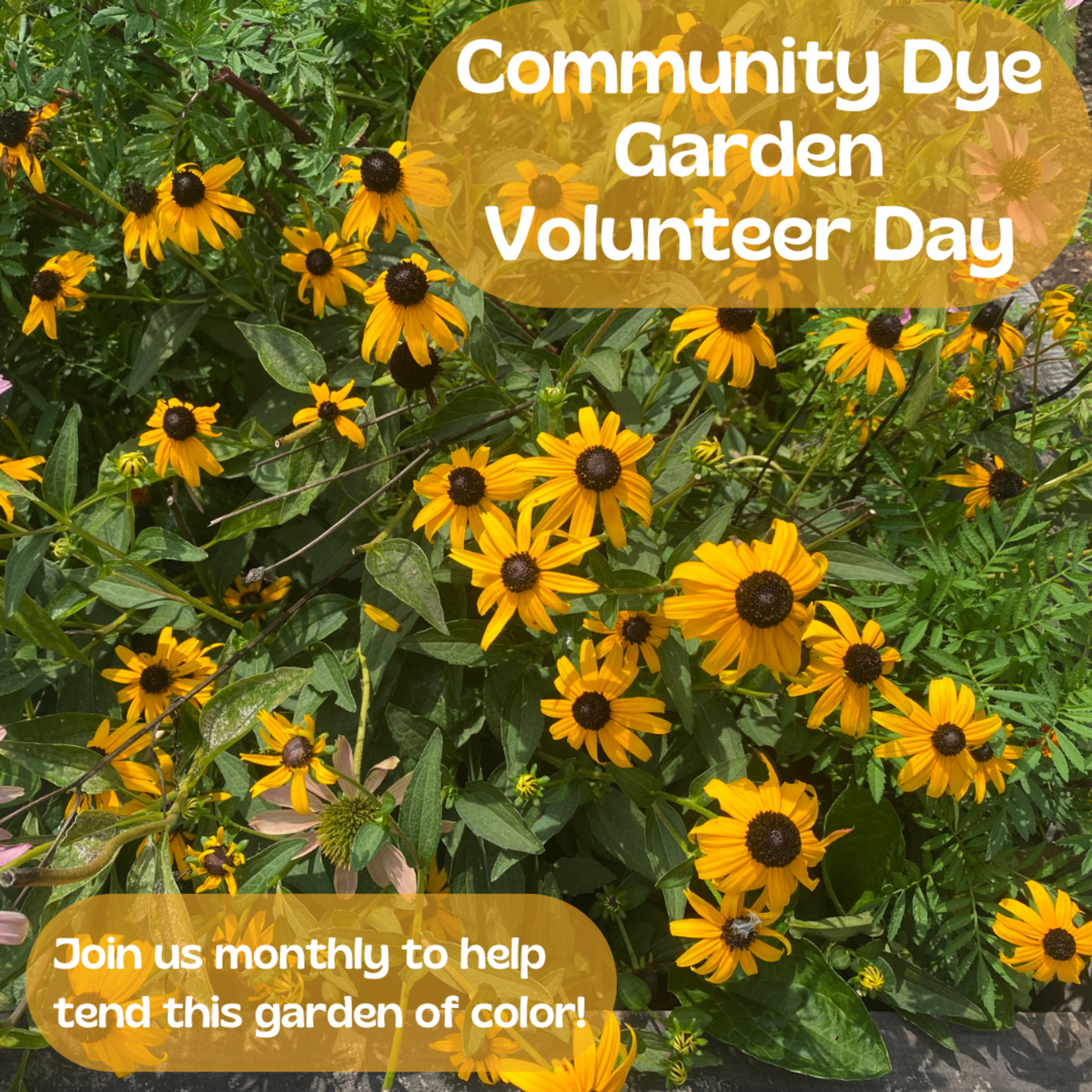 My Muses Card Shop Community Dye Garden Volunteer Workday