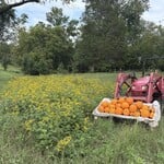 My Muses Community Dye Garden & Riverbee Pollinator Initiative Donation $50