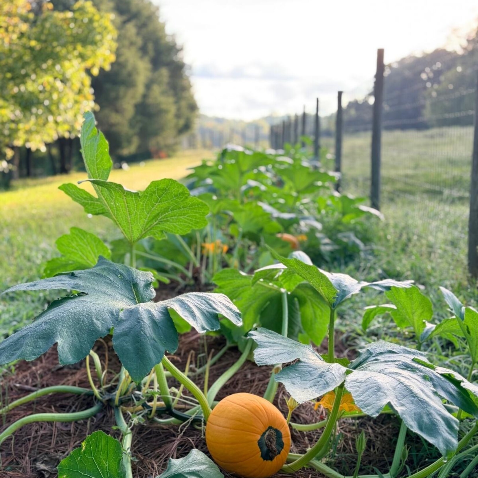 My Muses Community Dye Garden & Riverbee Pollinator Initiative Donation $50