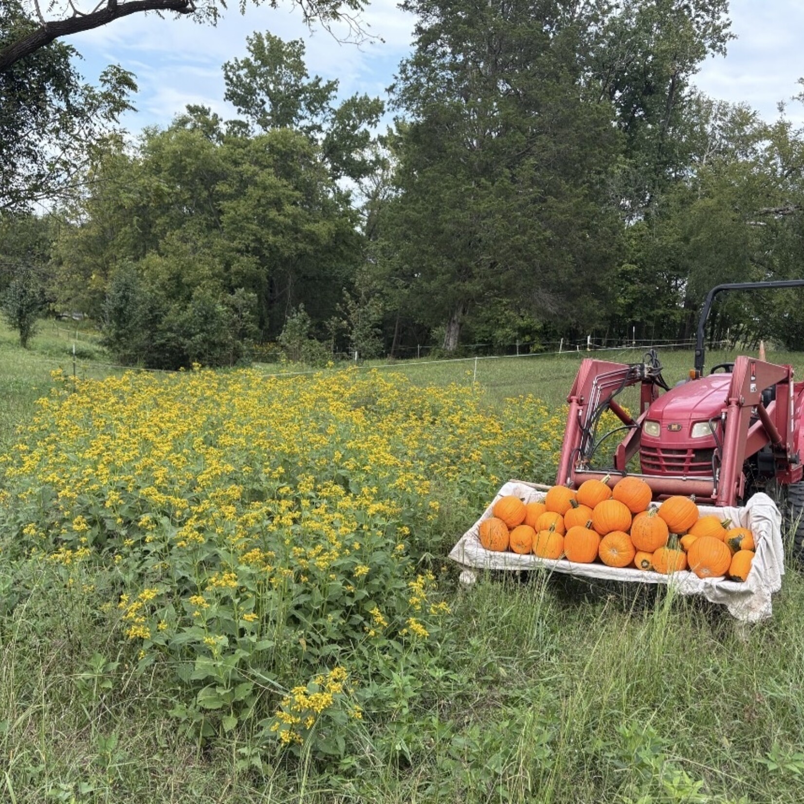 My Muses Community Dye Garden & Riverbee Pollinator Initiative Donation $100