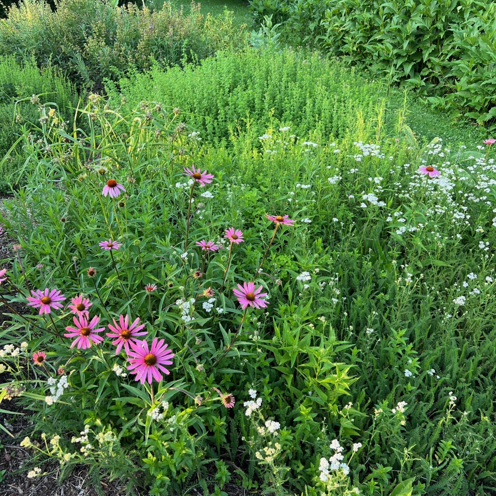 My Muses Community Dye Garden & Riverbee Pollinator Initiative Donation $50