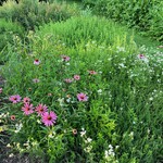 My Muses Community Dye Garden & Riverbee Pollinator Initiative Donation $100