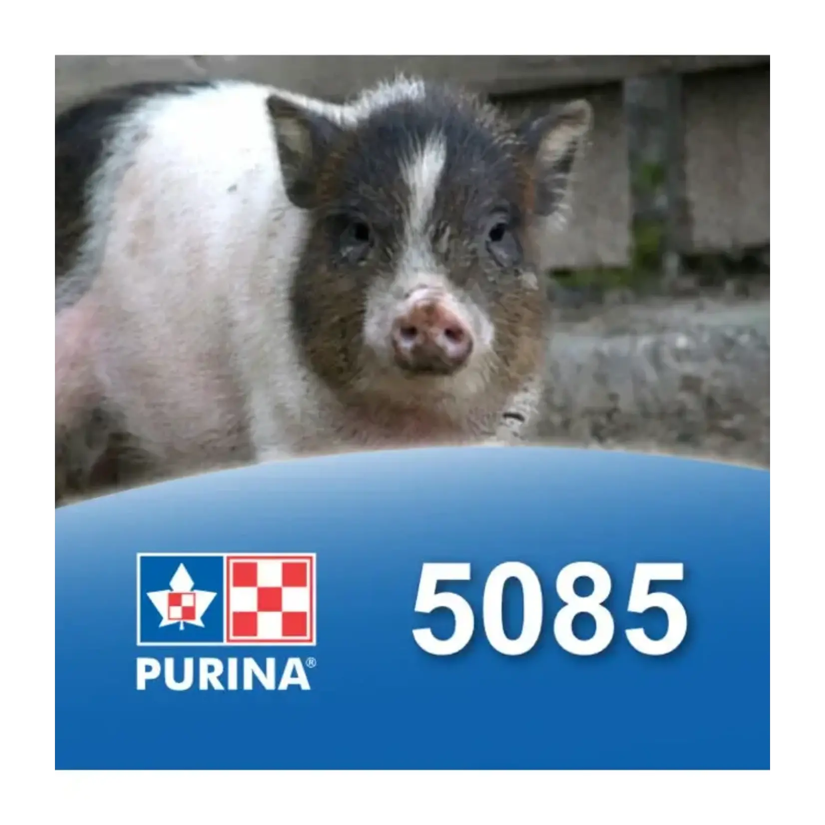 Purina Purina moulé cochon miniature 22.68kg