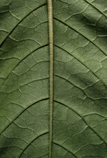 Moonday Chandelle cire de soya Green Tea & Pear