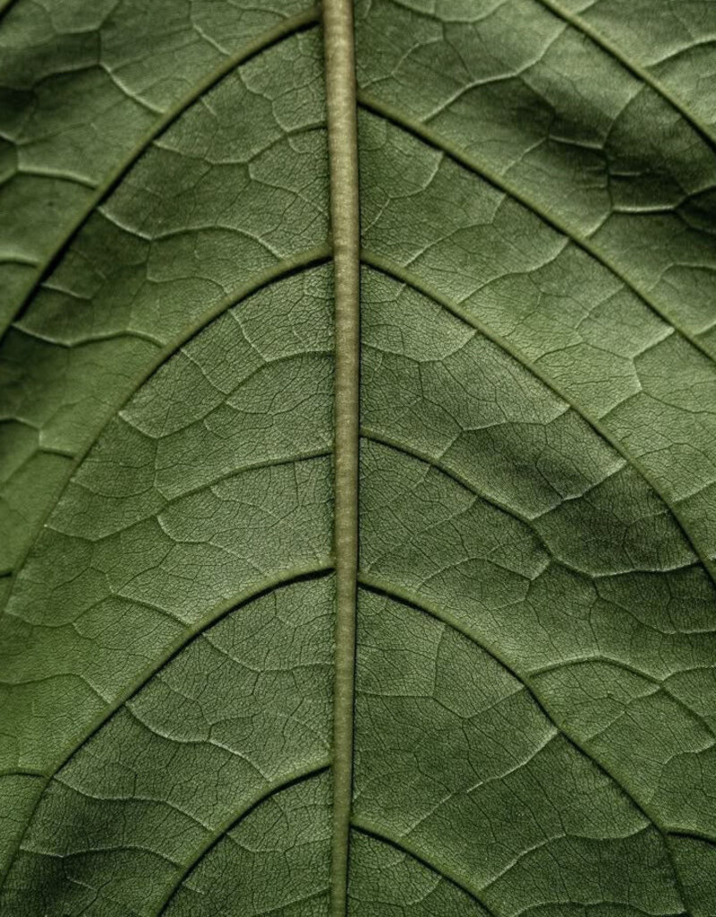 Moonday Chandelle cire de soya Green Tea & Pear