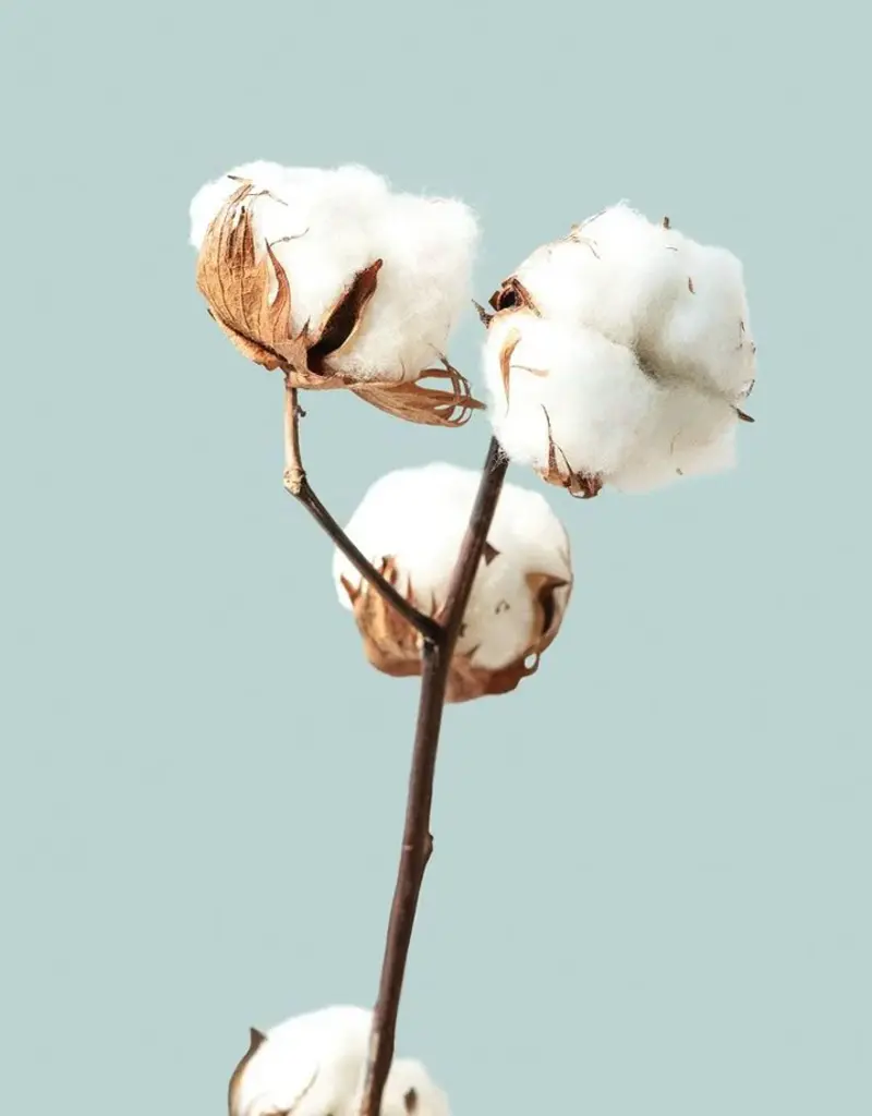 Moonday Chandelle cire de soya Ménage de printemps