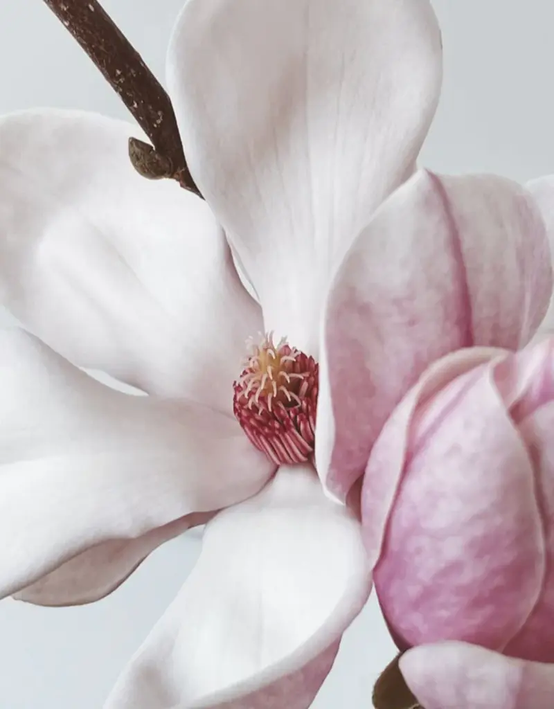 Moonday Chandelle cire de soya Bisou