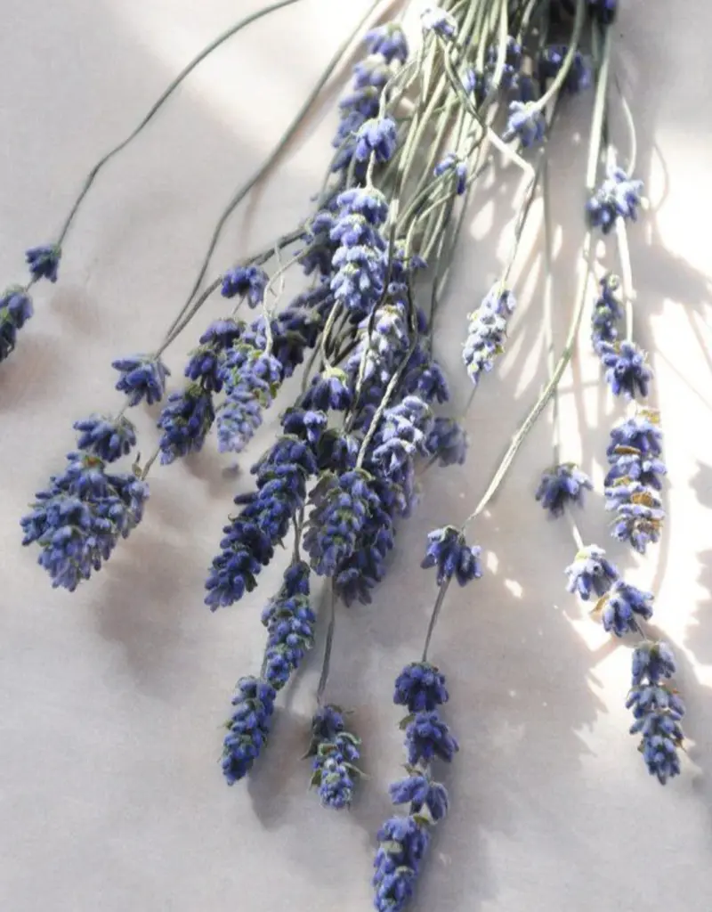 Moonday Chandelle cire de soya Arctic Breeze