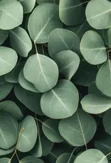 Moonday Chandelle cire de soya Arctic Breeze