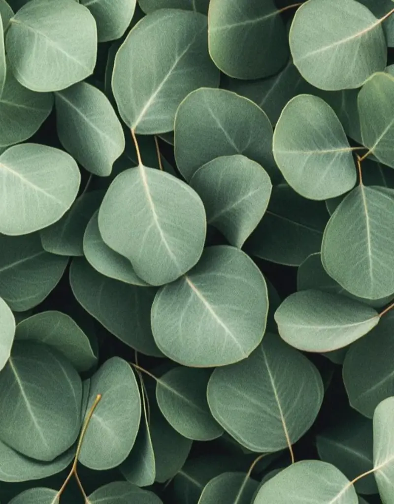 Moonday Chandelle cire de soya Arctic Breeze