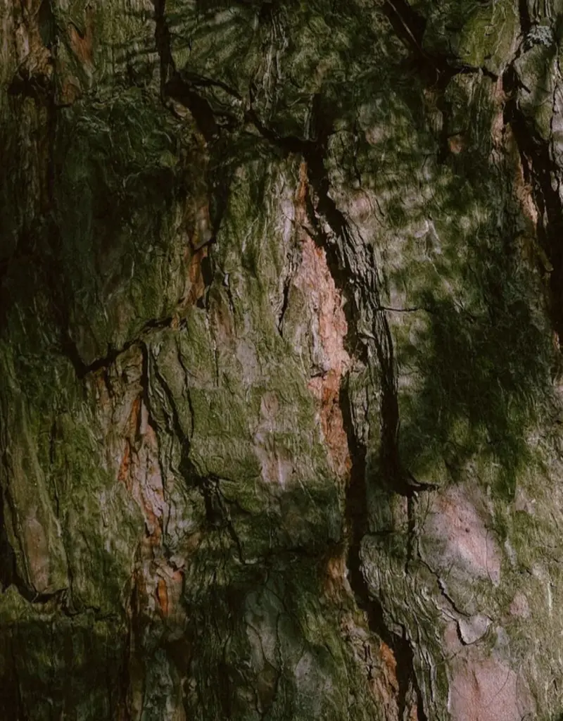 Moonday Chandelle cire de soya Journée de pluie