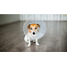 Ezy Dog Safety Collar
