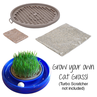 Coastal Turbo Cat Grass