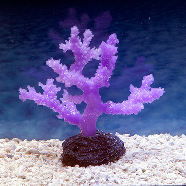 Sporn Small Purple Sinularia Coral