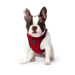 Canada Pooch Everything Red Harness****Clearance****