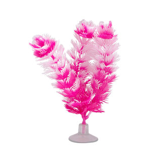 Marina 5"  Foxtail Plant with Suction Cup