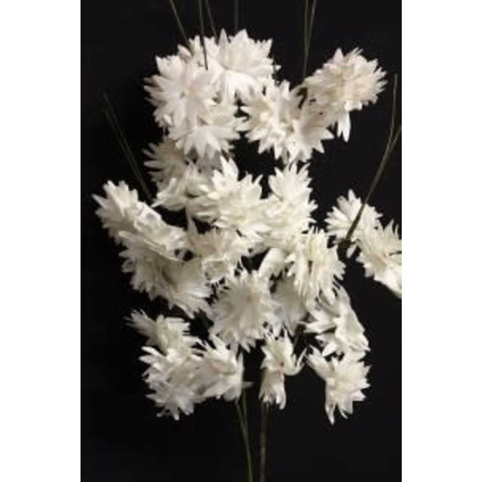 Multi-Stem SM White Floral Clusters
