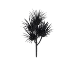 Succulent Pick-Black Thistle