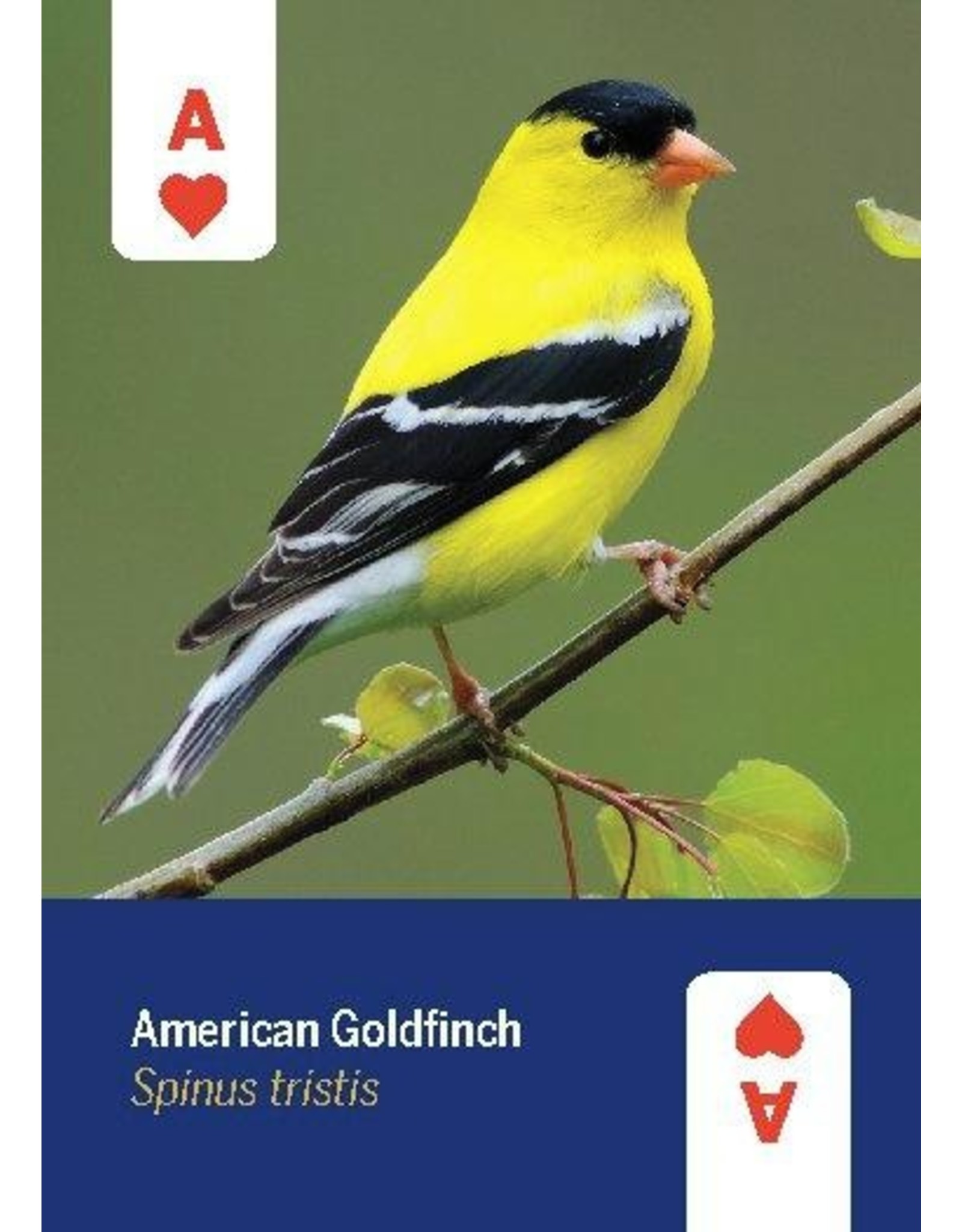 PLAYING CARDS BIRDS OF N.A DECK