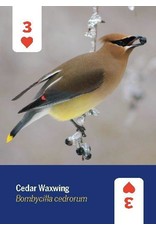 PLAYING CARDS BIRDS OF N.A DECK