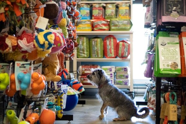 55,000+ Pet Shop Petshop Pictures