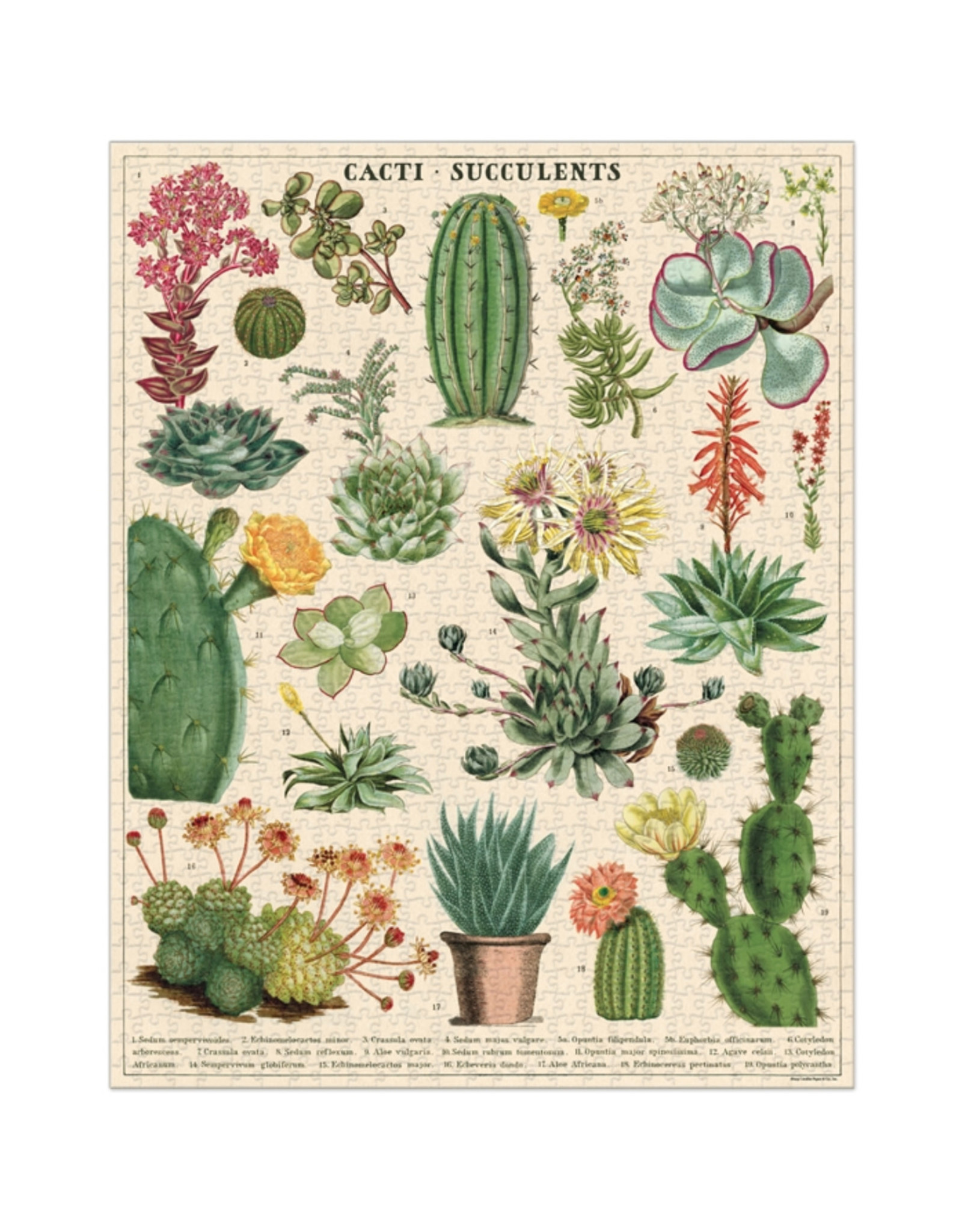 Cavallini Papers & Co. Cavallini Puzzle Cacti & Succulents 1,000 Pcs