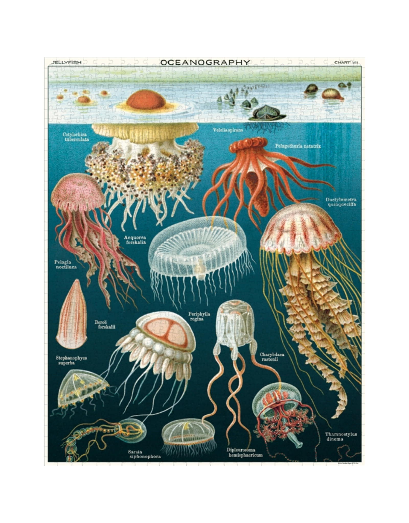 Cavallini Papers & Co. Cavallini Puzzle Jellyfish 1,000 Pcs