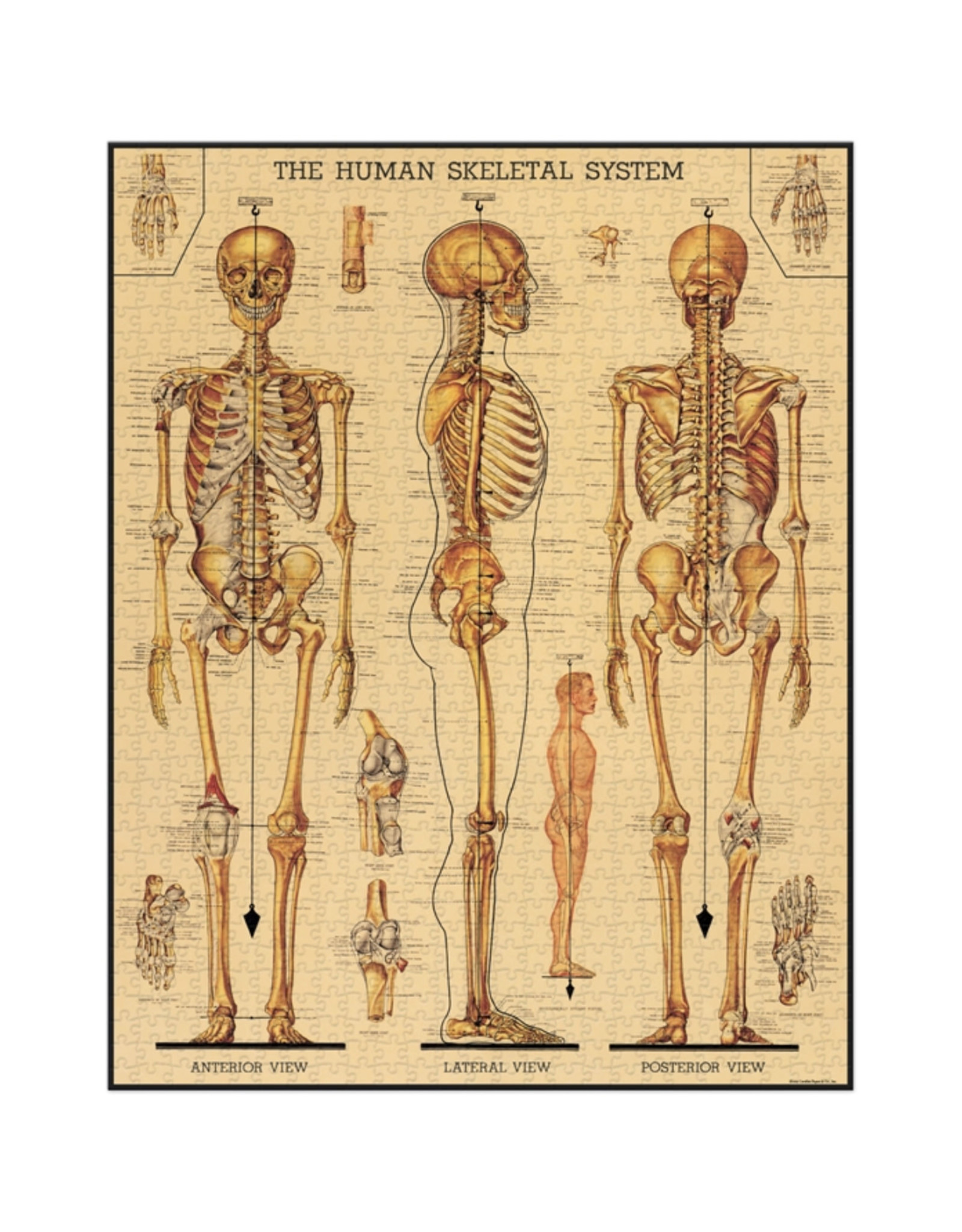 Cavallini Papers & Co. Cavallini Puzzle Skeletal System 1,000 Pcs