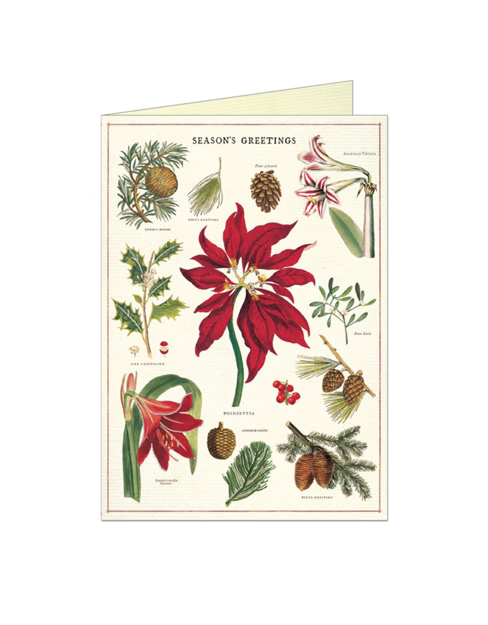 Cavallini Papers & Co. Christmas Botanica Brittany Notecard