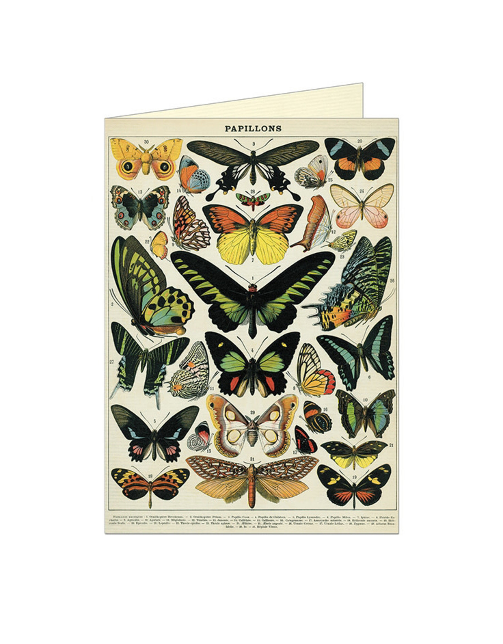 Cavallini Papers & Co. Butterflies Brittany Notecard