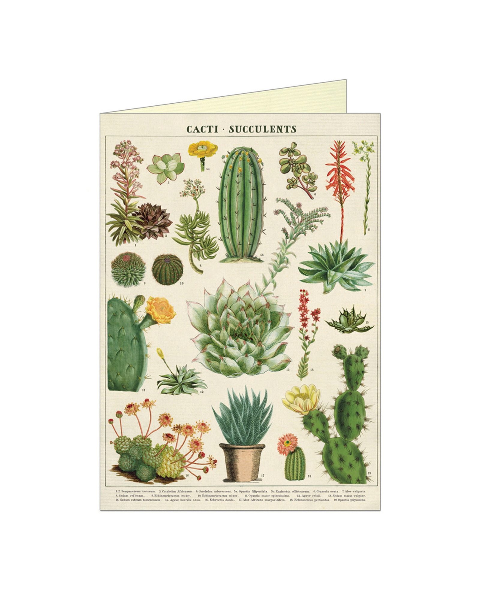Cavallini Papers & Co. Cacti & Succulents Brittany Notecard