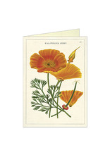 Cavallini Papers & Co. California Poppy Brittany Notecard