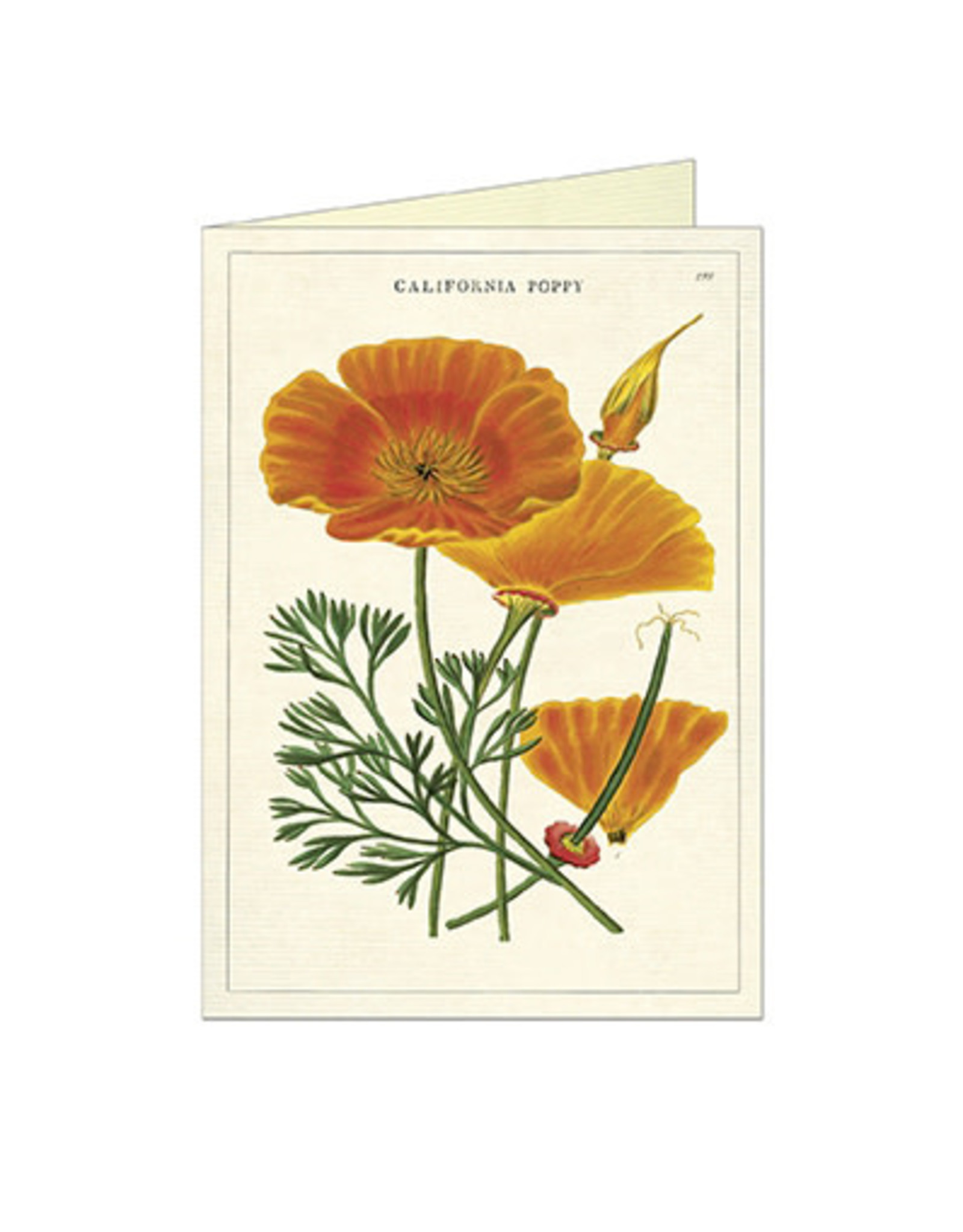 Cavallini Papers & Co. California Poppy Brittany Notecard