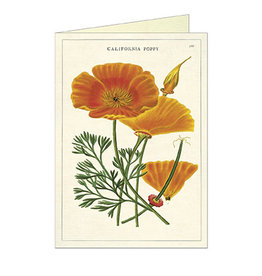 Cavallini Papers & Co. California Poppy Brittany Notecard