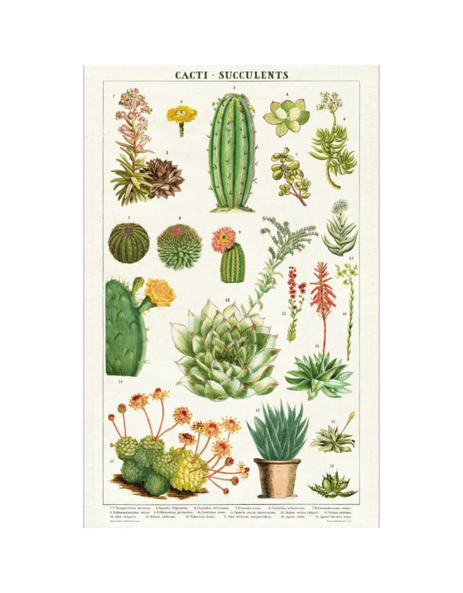 Cavallini Papers & Co. Succulents Tea Towel