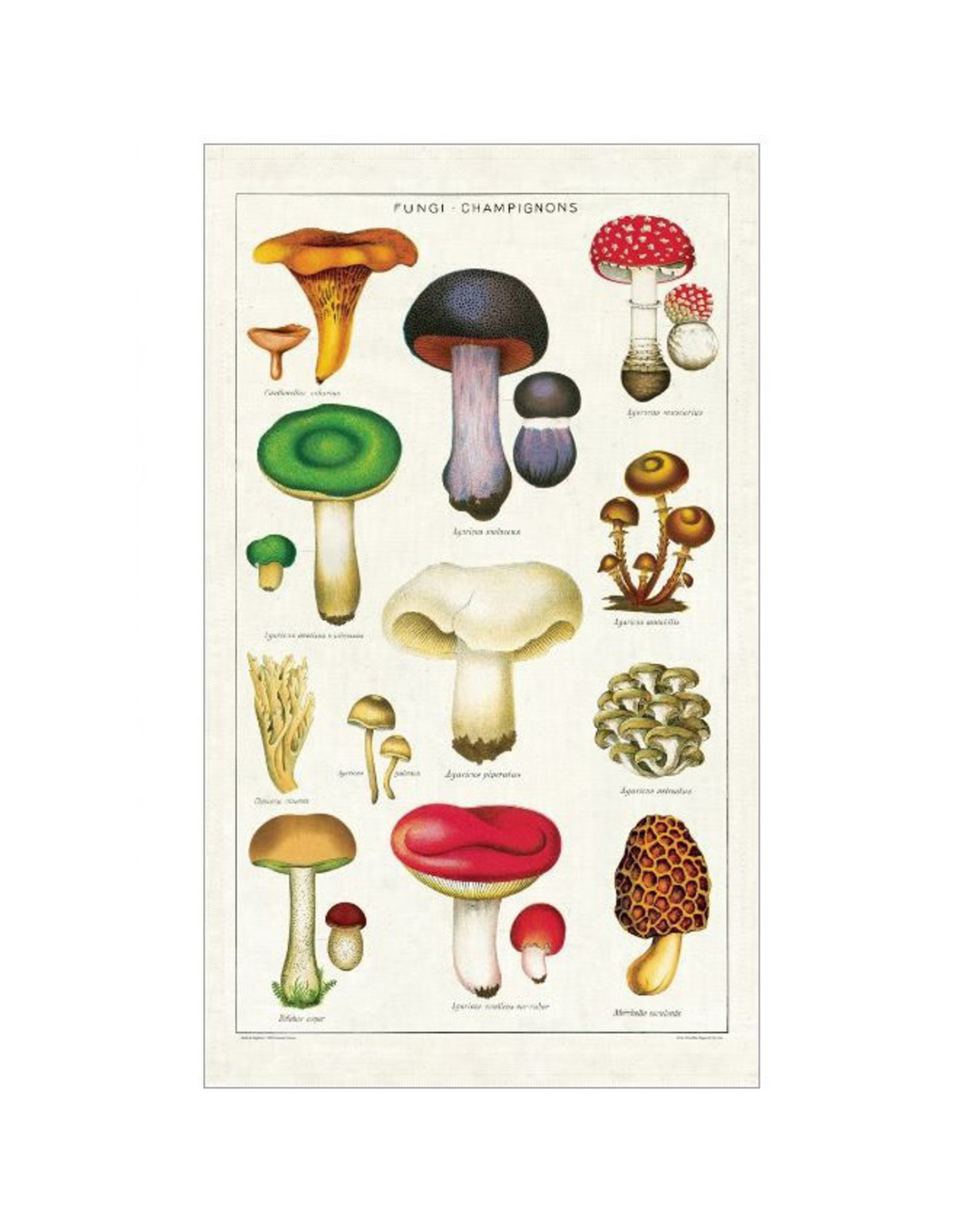 Cavallini Papers & Co. Mushrooms Tea Towel