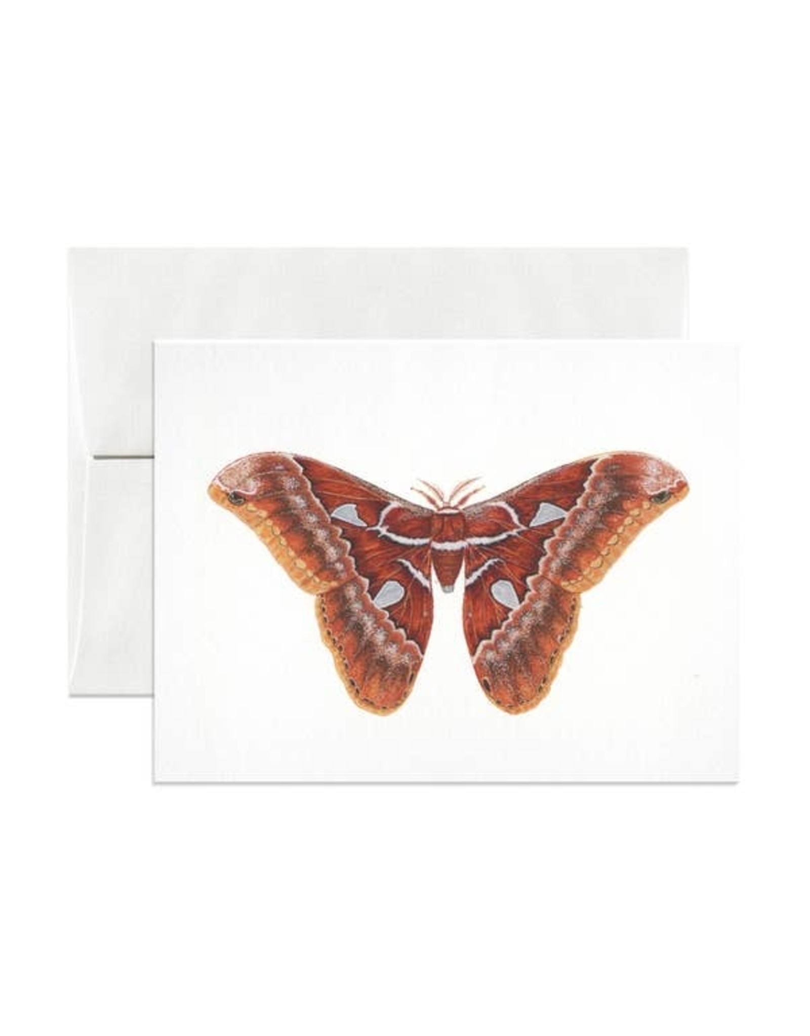 Open Sea Design Co. Orizaba Silkmoth A2 Everyday Notecard