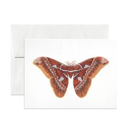 Open Sea Design Co. Orizaba Silkmoth A2 Everyday Notecard