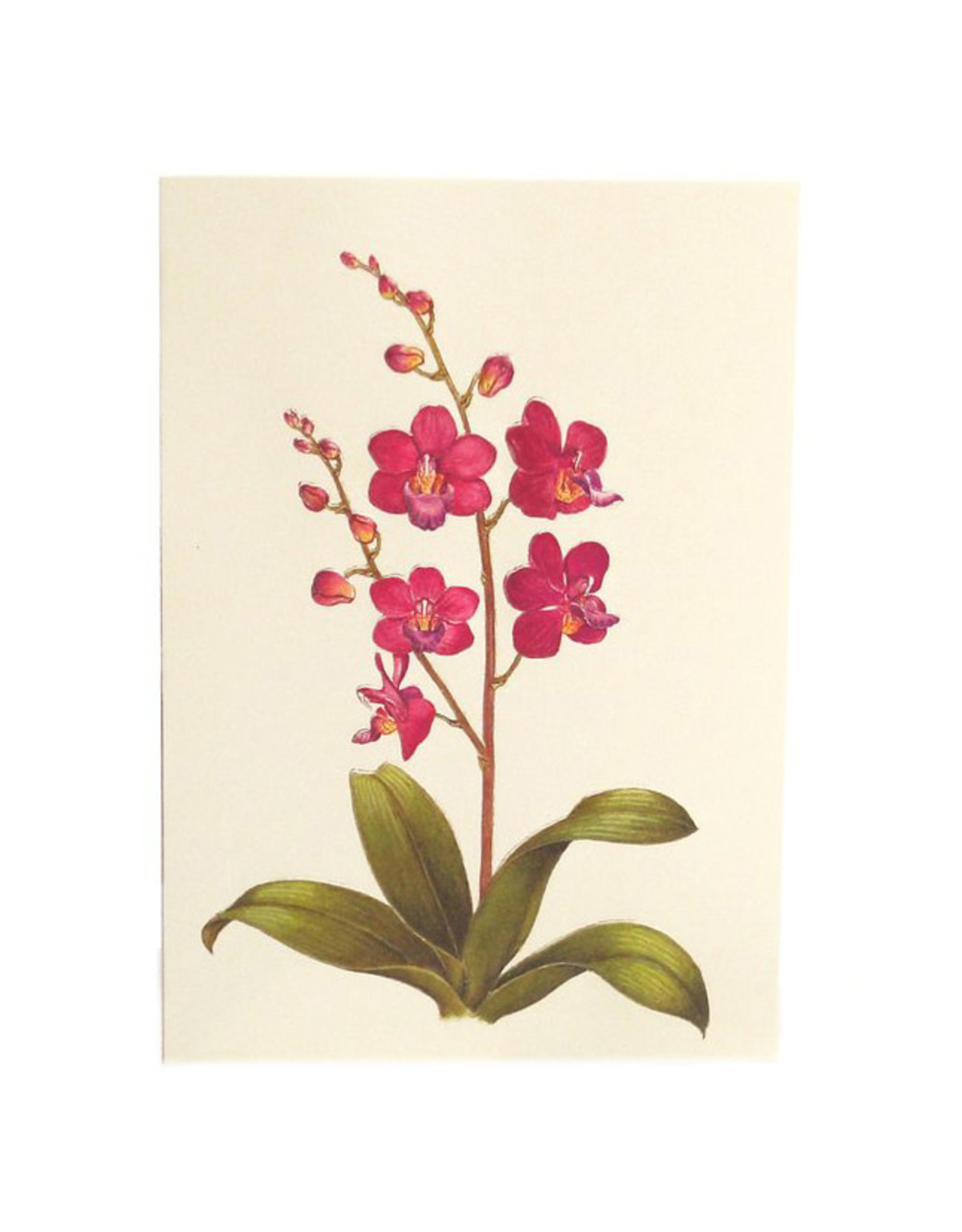 Paula Skene Designs Orchid Sympathy Card