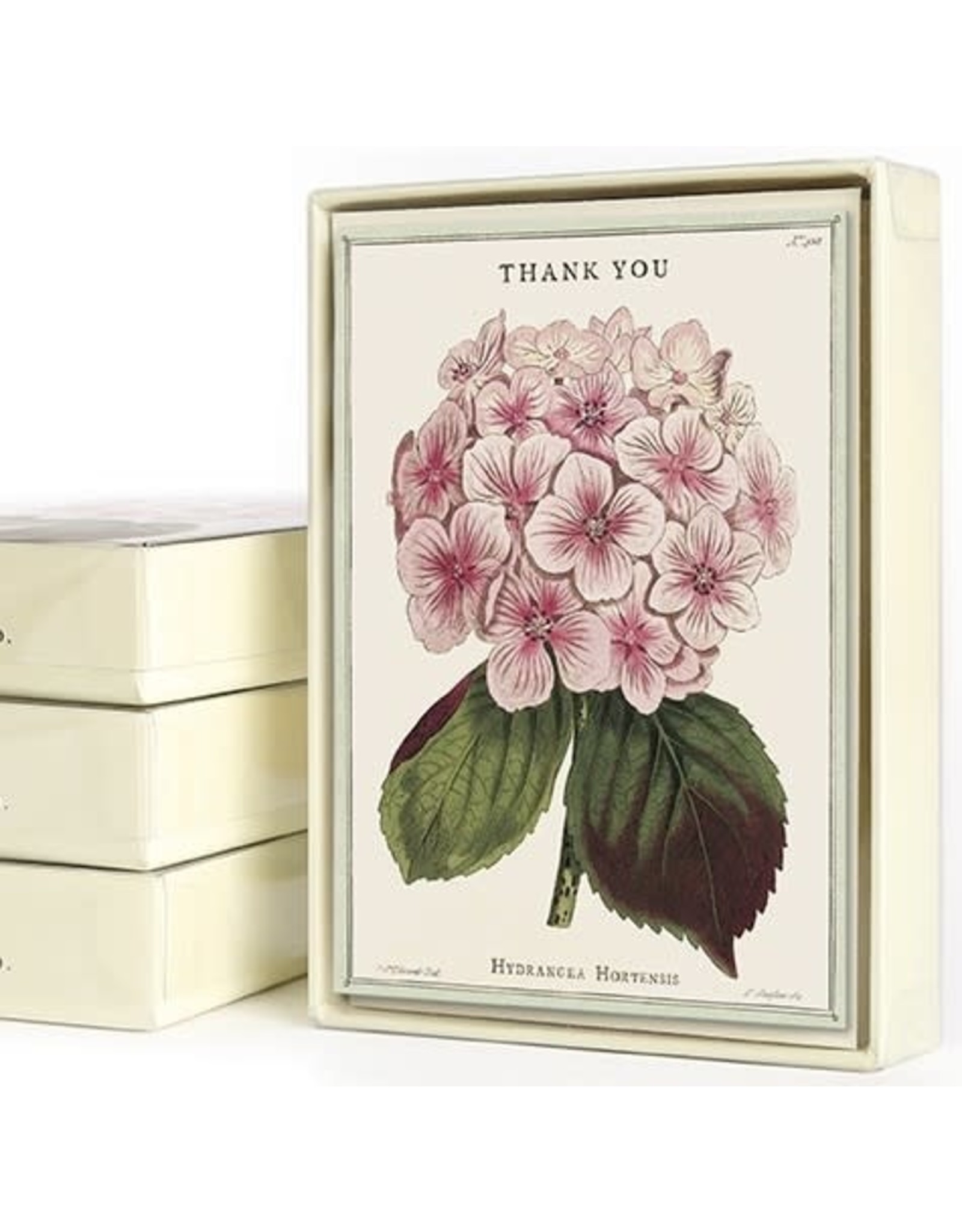 Cavallini Papers & Co. Thank You Fleur 1 Boxed Notecards