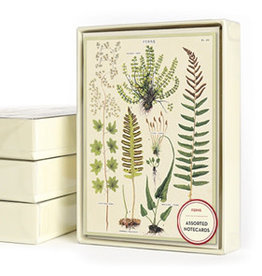 Cavallini Papers & Co. Ferns Boxed Notecards