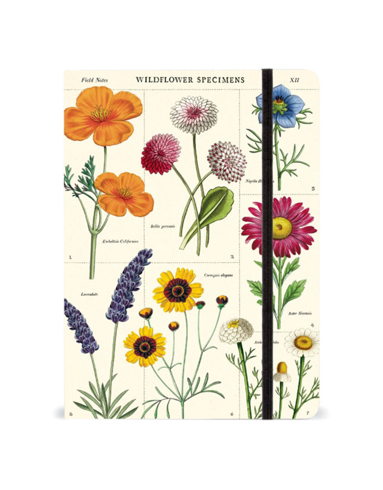 Cavallini Papers & Co. Wildflowers Large Notebook