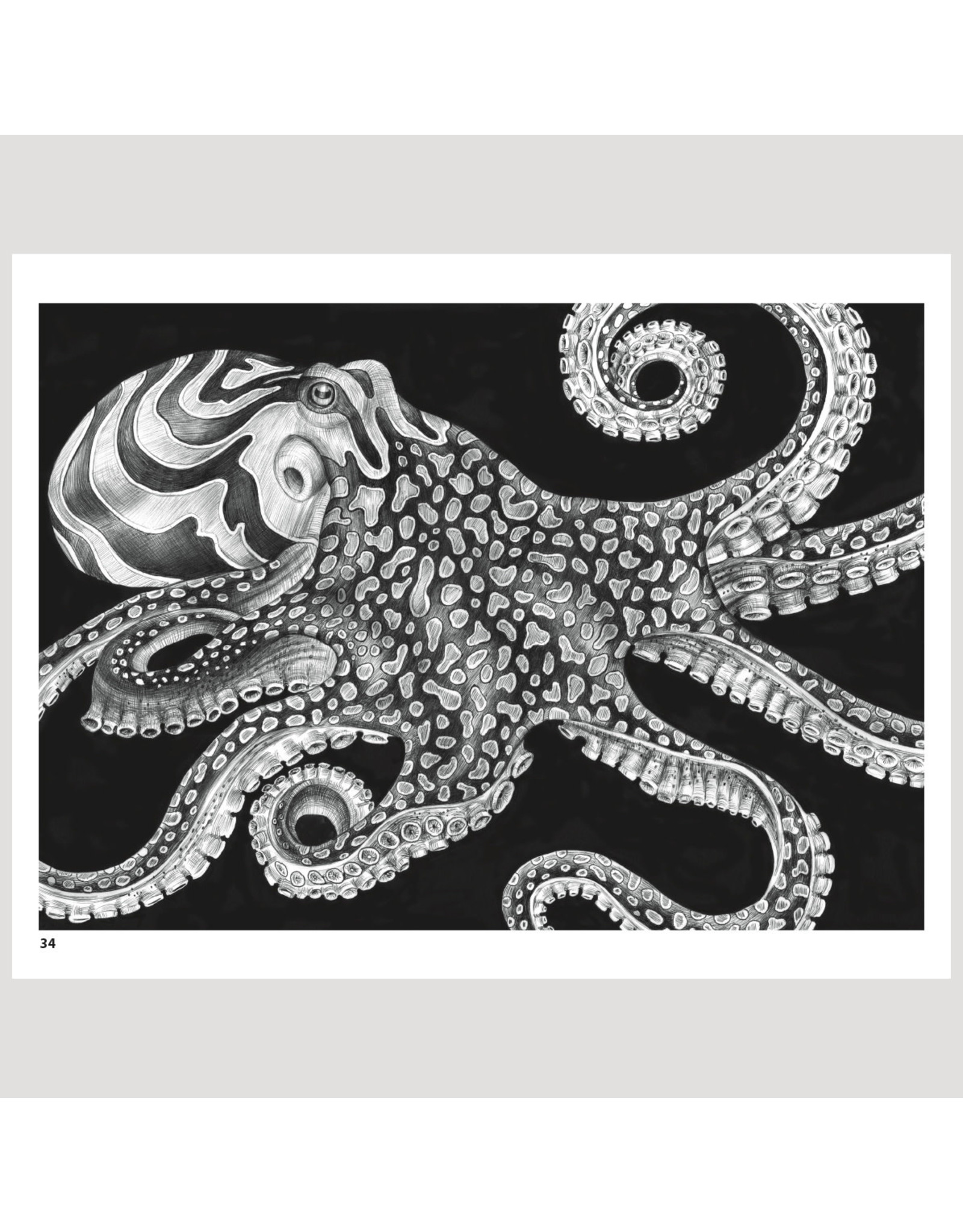 Pomegranate Intricate Ink: Animals in Detail Coloring Book