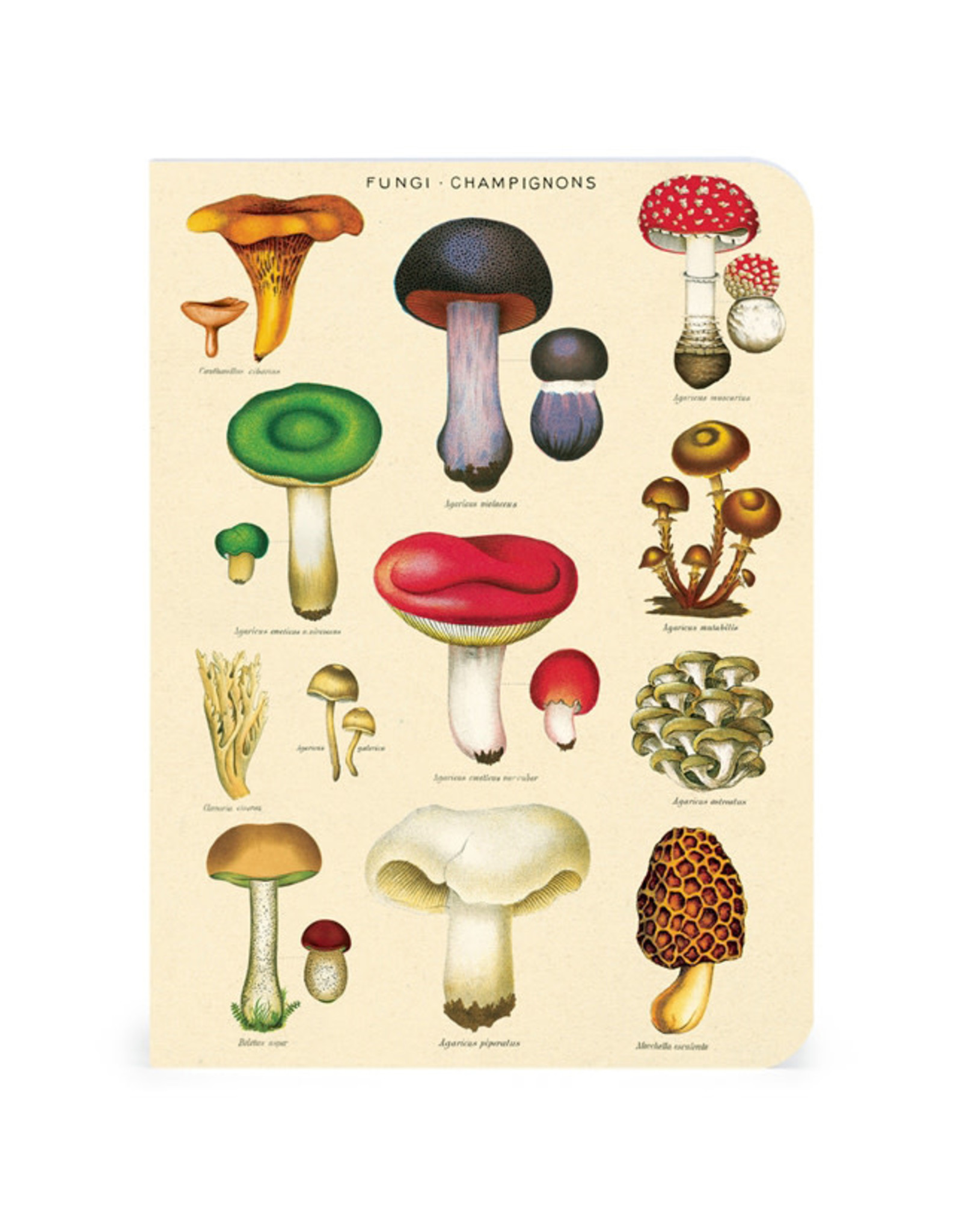 Cavallini Papers & Co. Le Jardin 3 Mini Notebooks