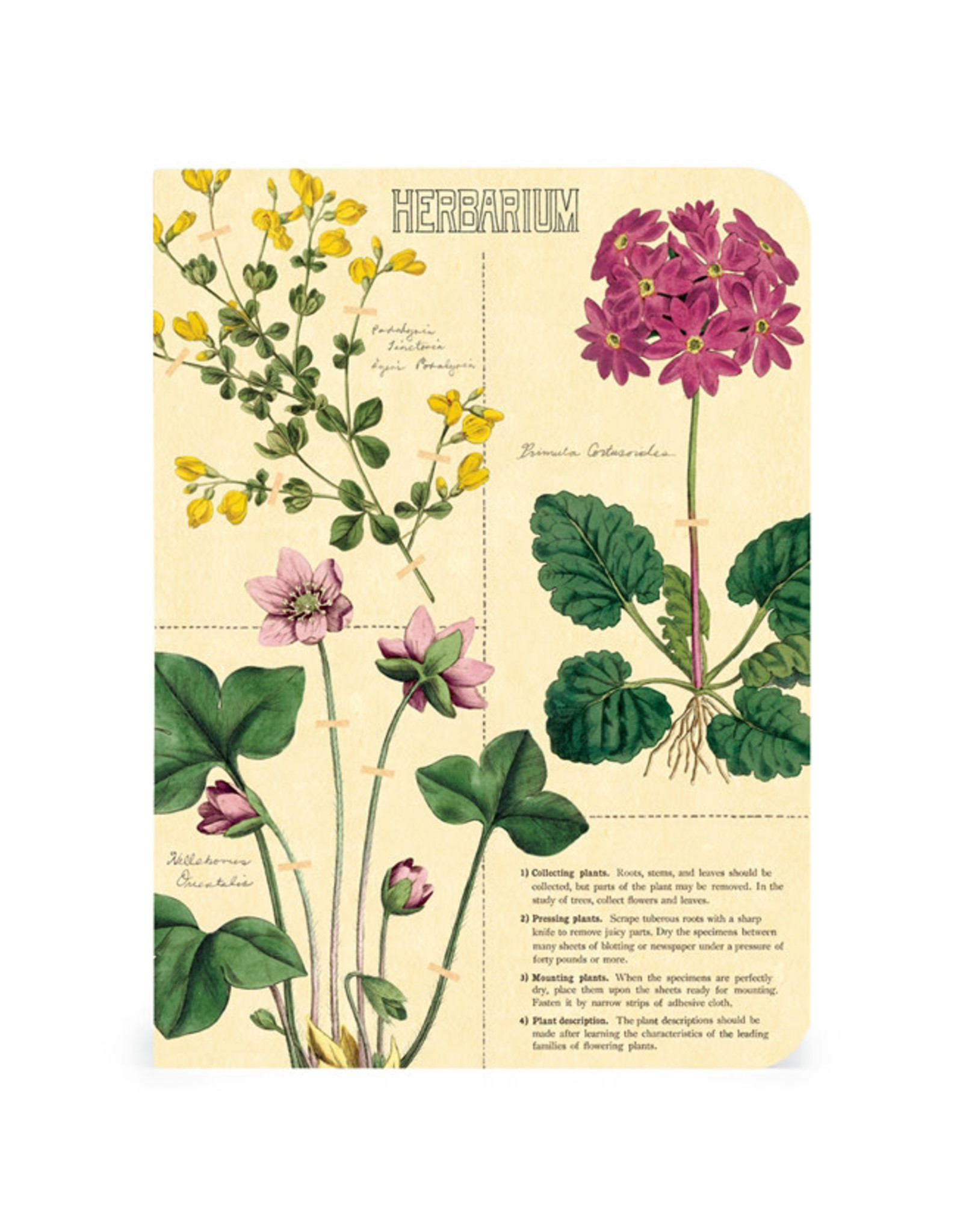 Cavallini Papers & Co. Herbarium 3 Mini Notebooks