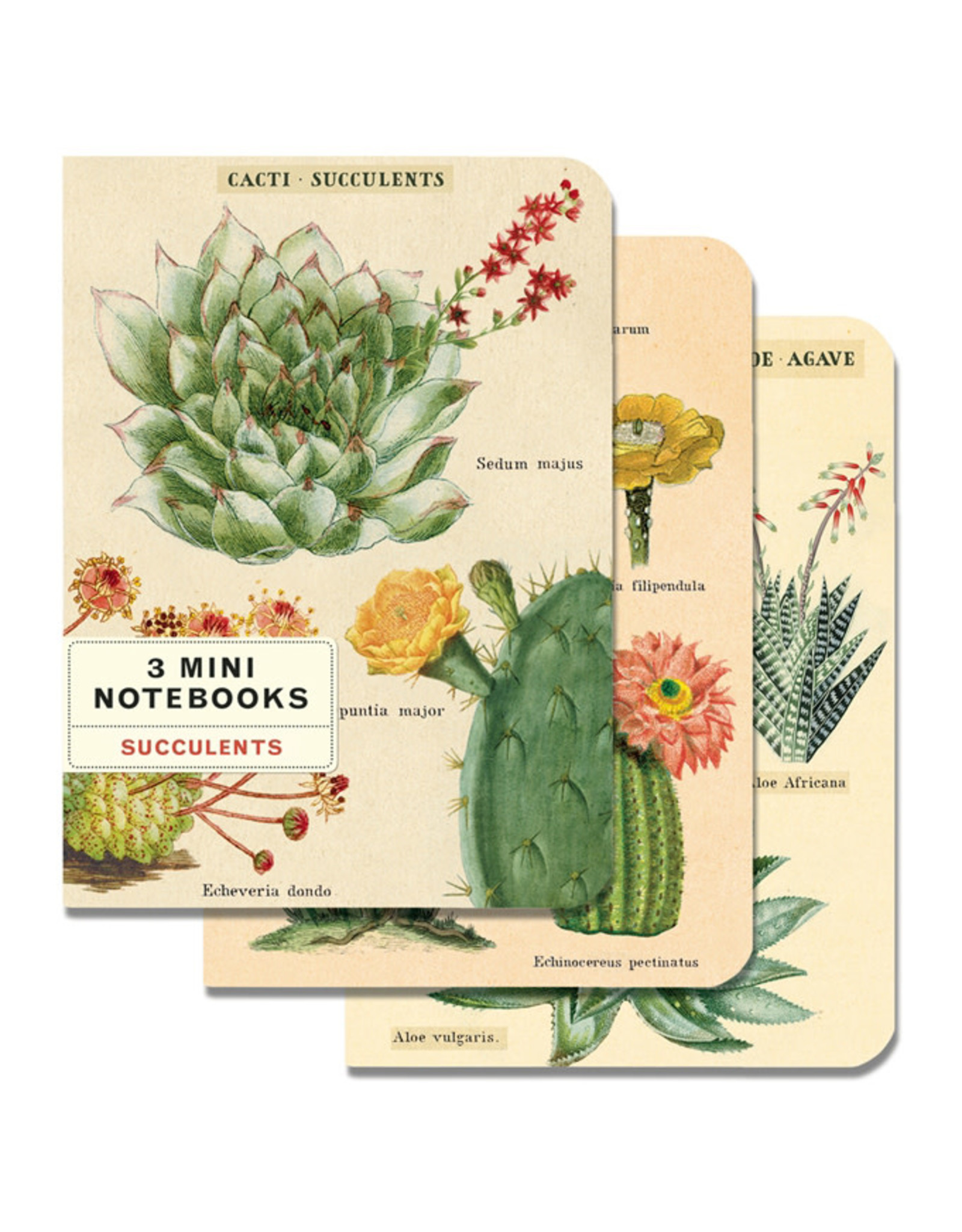 Cavallini Papers & Co. Succulents 3 Mini Notebooks