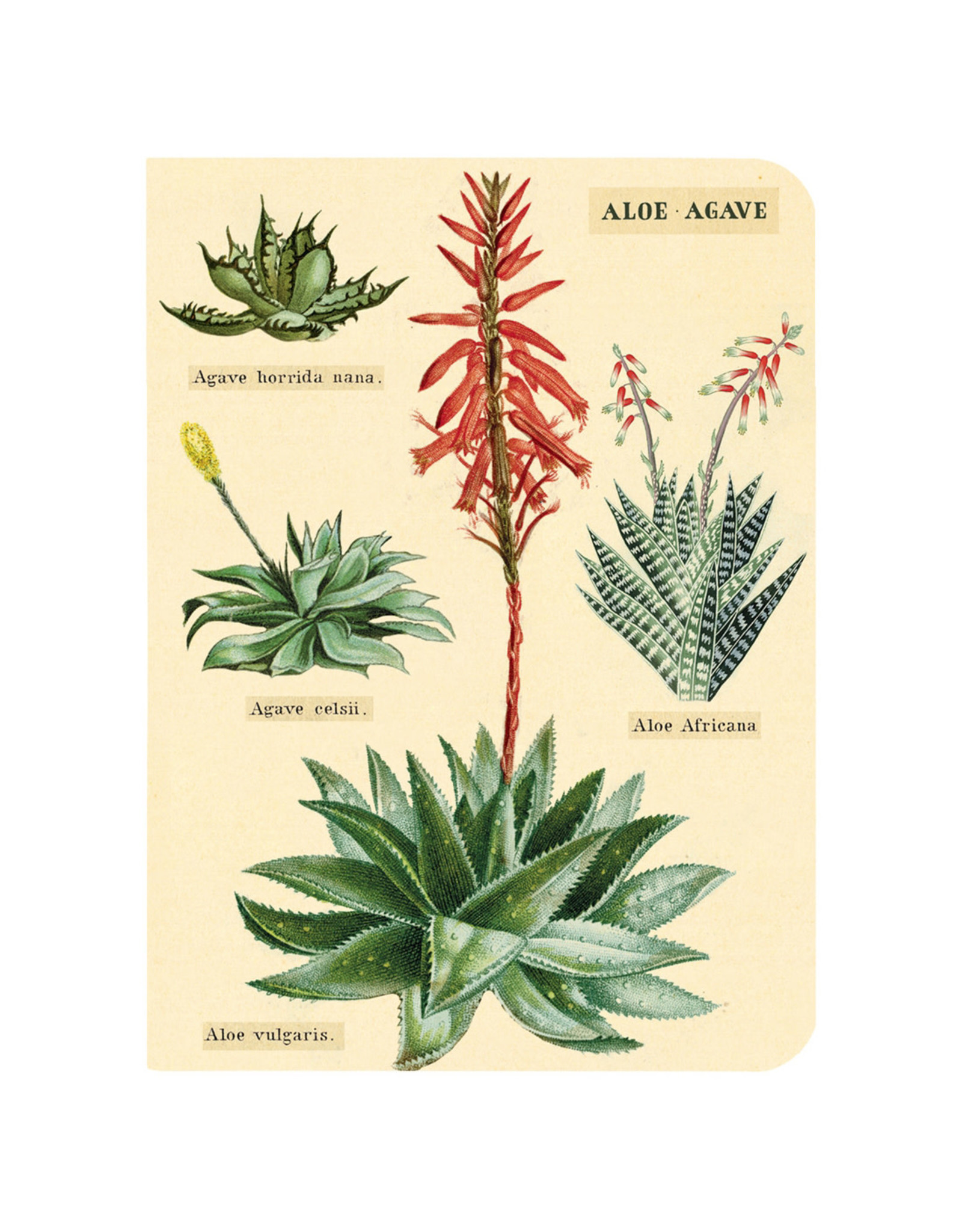 Cavallini Papers & Co. Succulents 3 Mini Notebooks