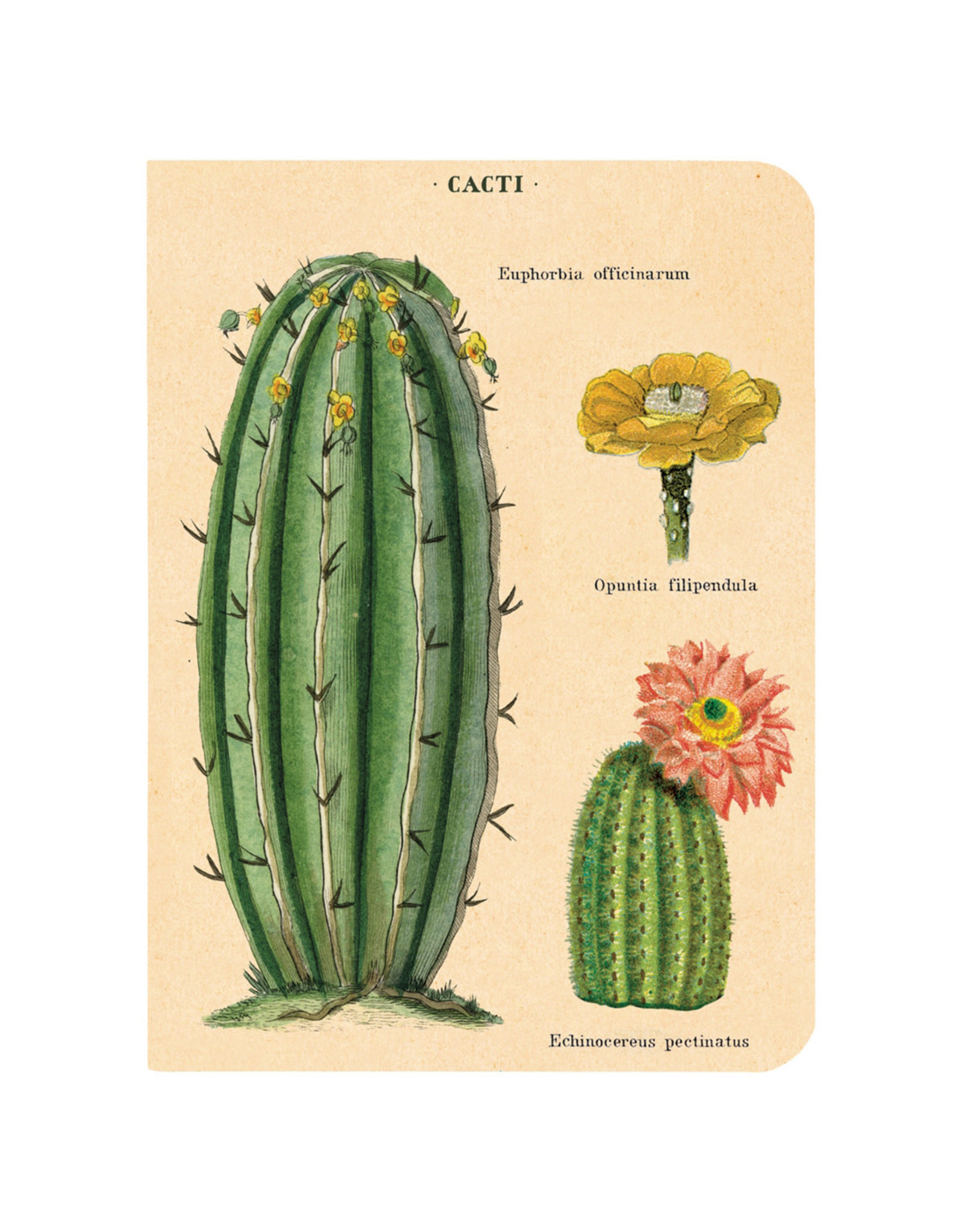 Cavallini Papers & Co. Succulents 3 Mini Notebooks