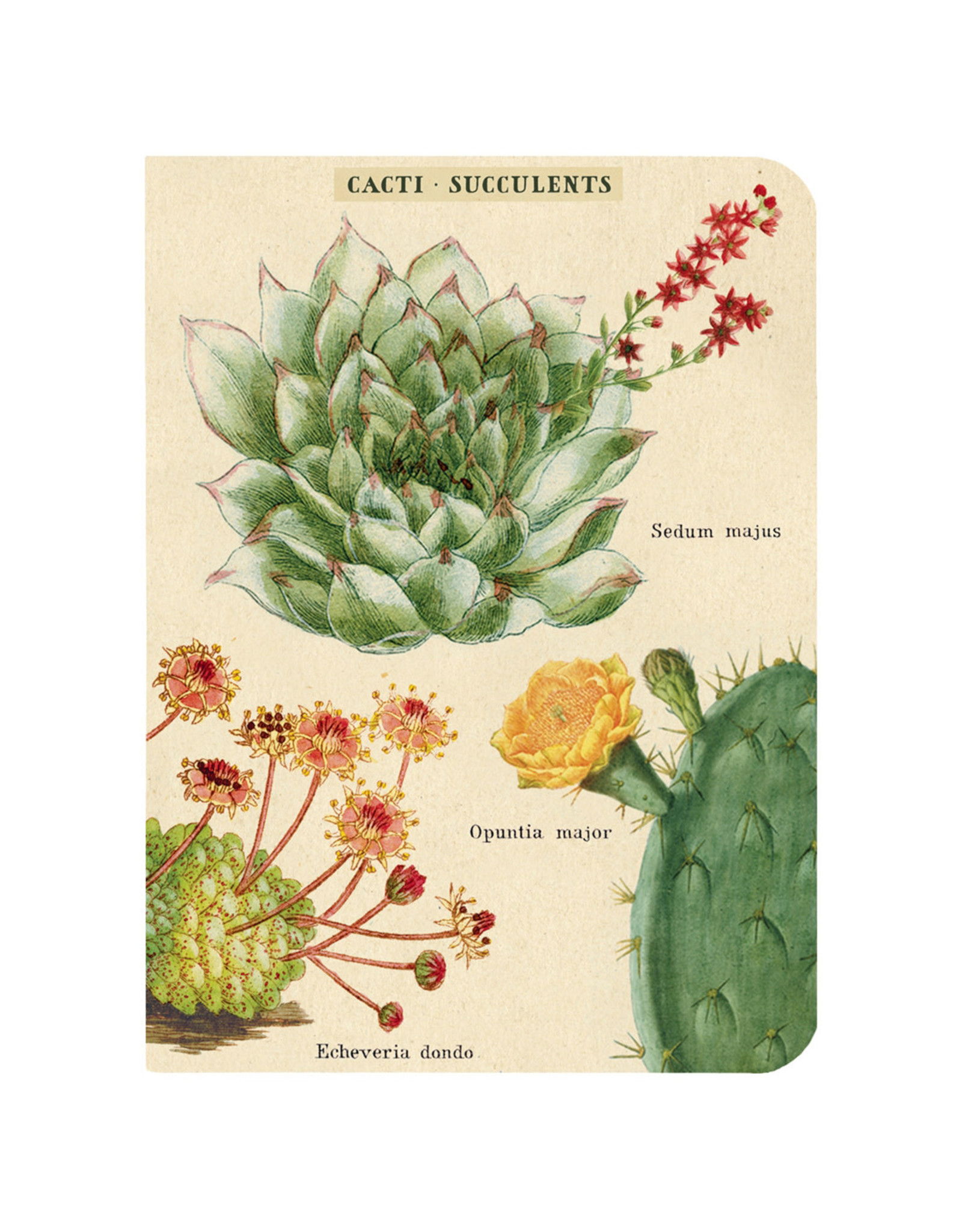 Cavallini Papers & Co. Succulents 3 Mini Notebooks